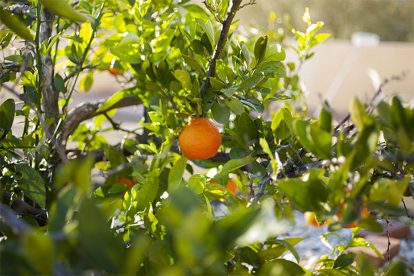 Oranges in Tucson